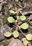 Smallfruit primrose-willow